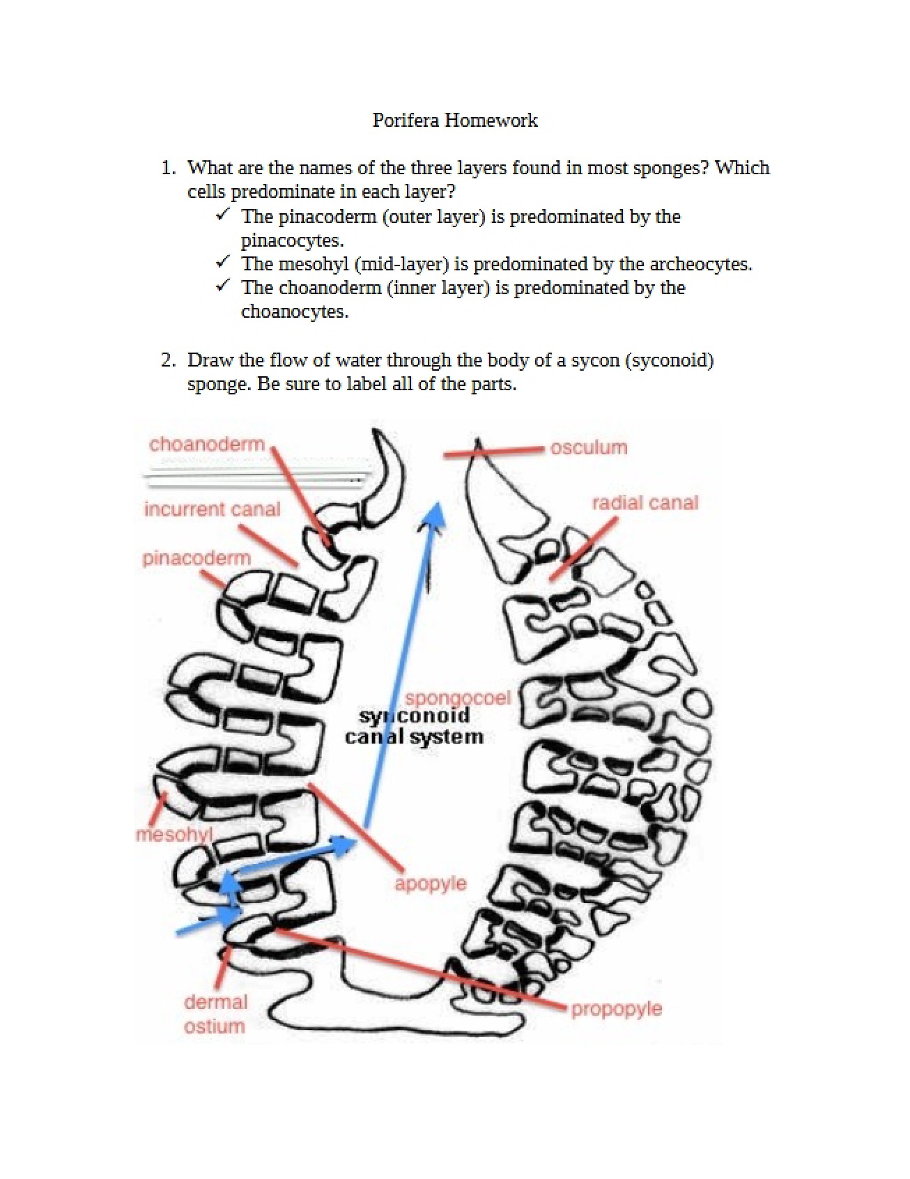Assignment on Porifera