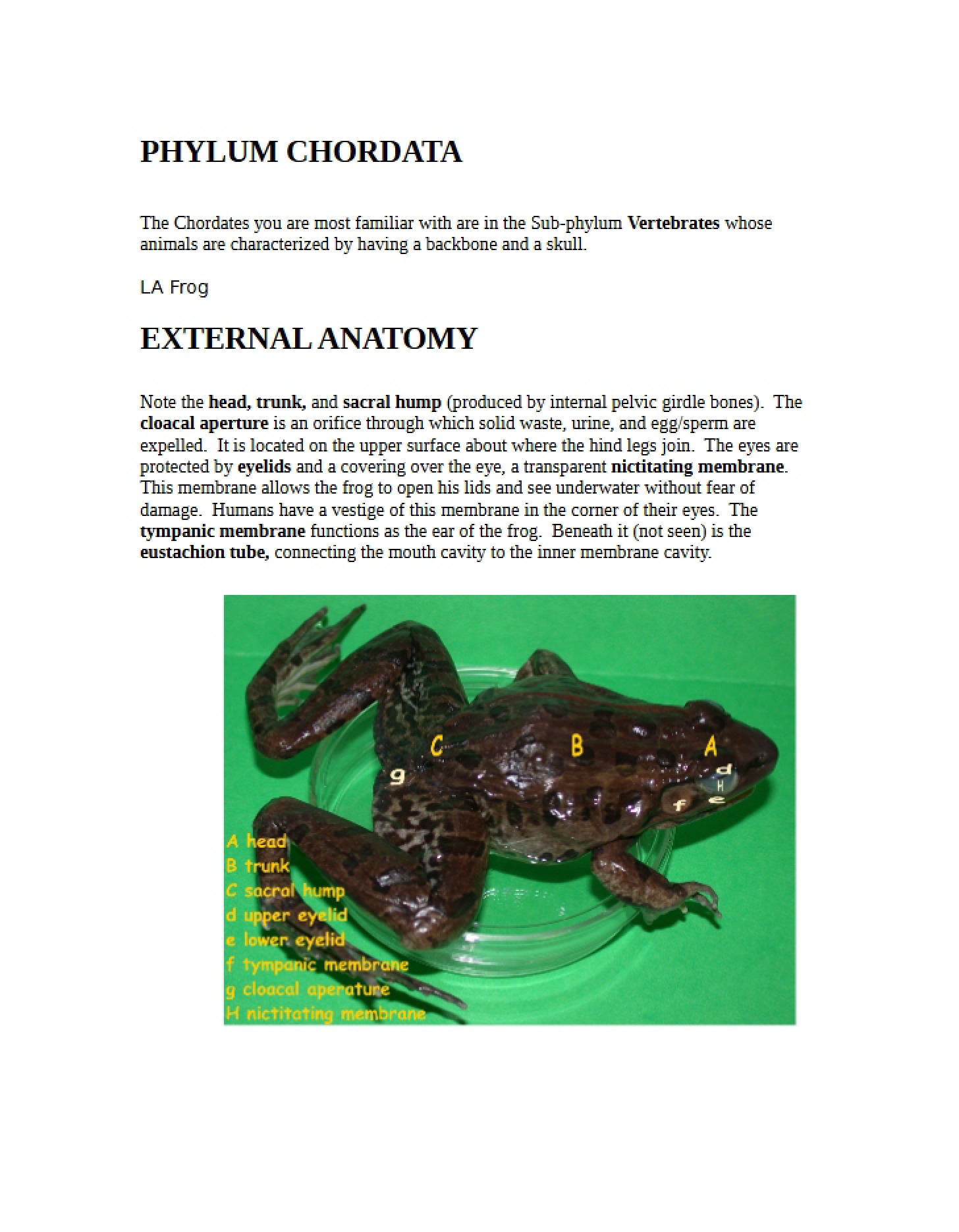 Frogs Lab Workbook Part 3