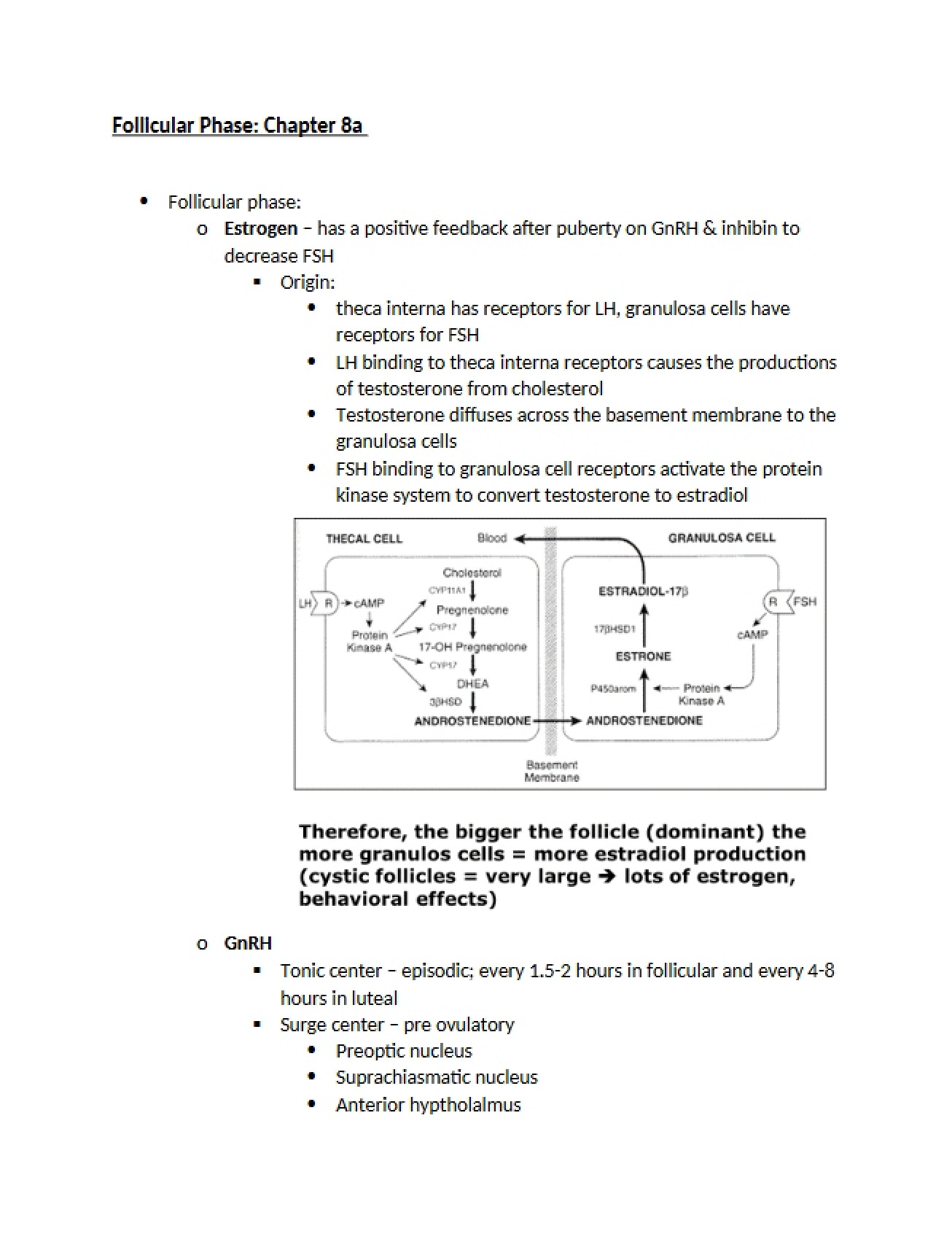 Phase of the Follicle