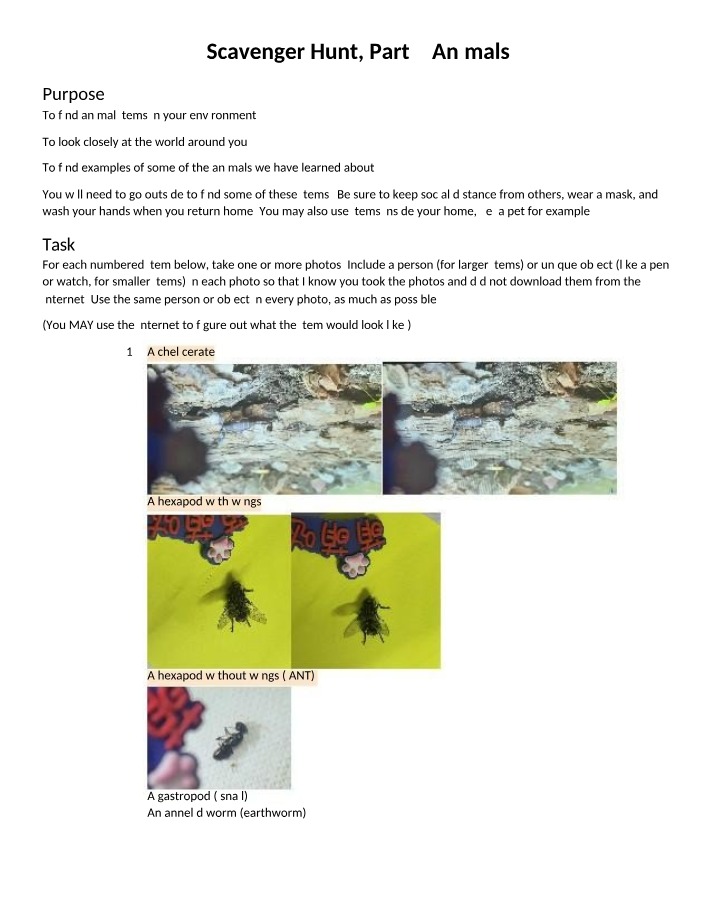 Scavenger Hunt Assignment - Part 2 - Animals