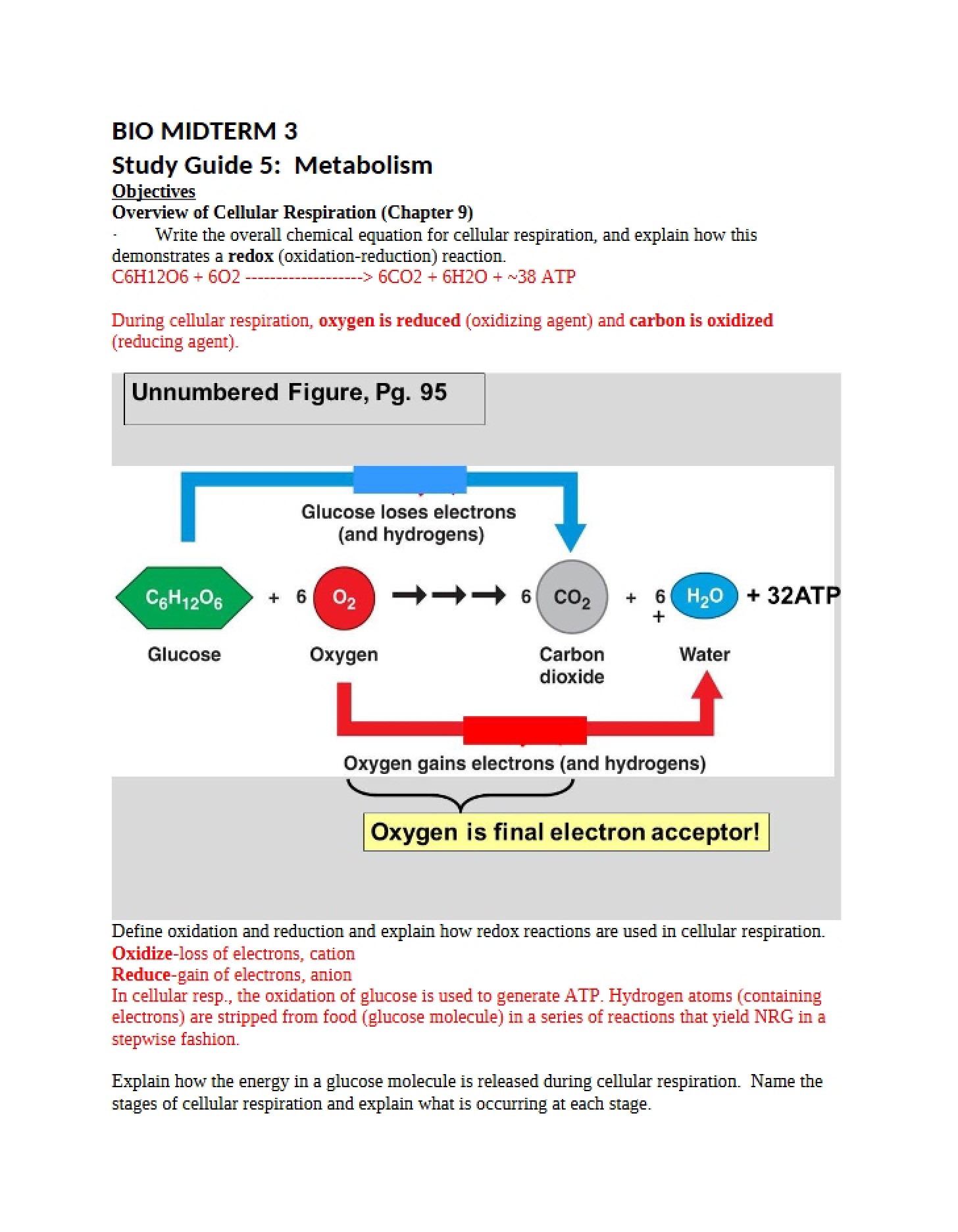 Metabolism Study Guide (5)