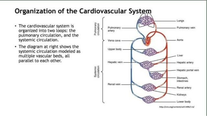 Cardiovascular System Organization