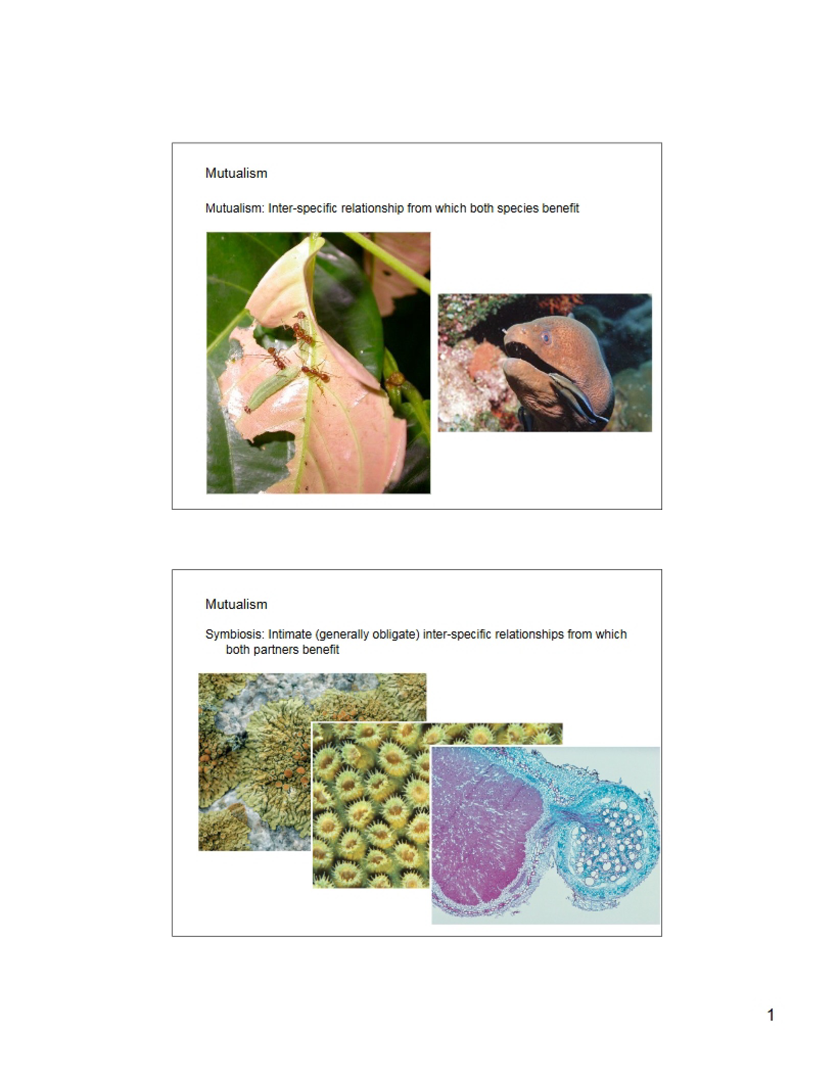 Mutualism Overview
