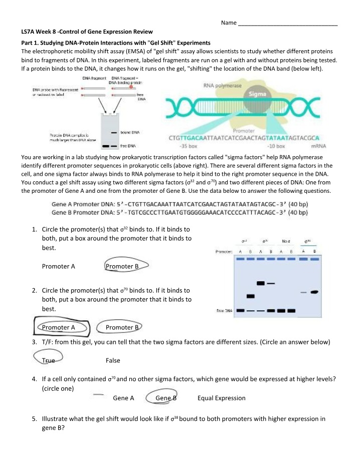 Week 8 Review - Control of Gene Expression
