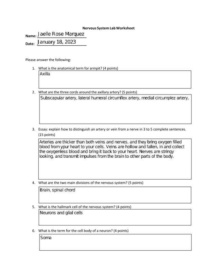 Worksheet on Nervous System Lab
