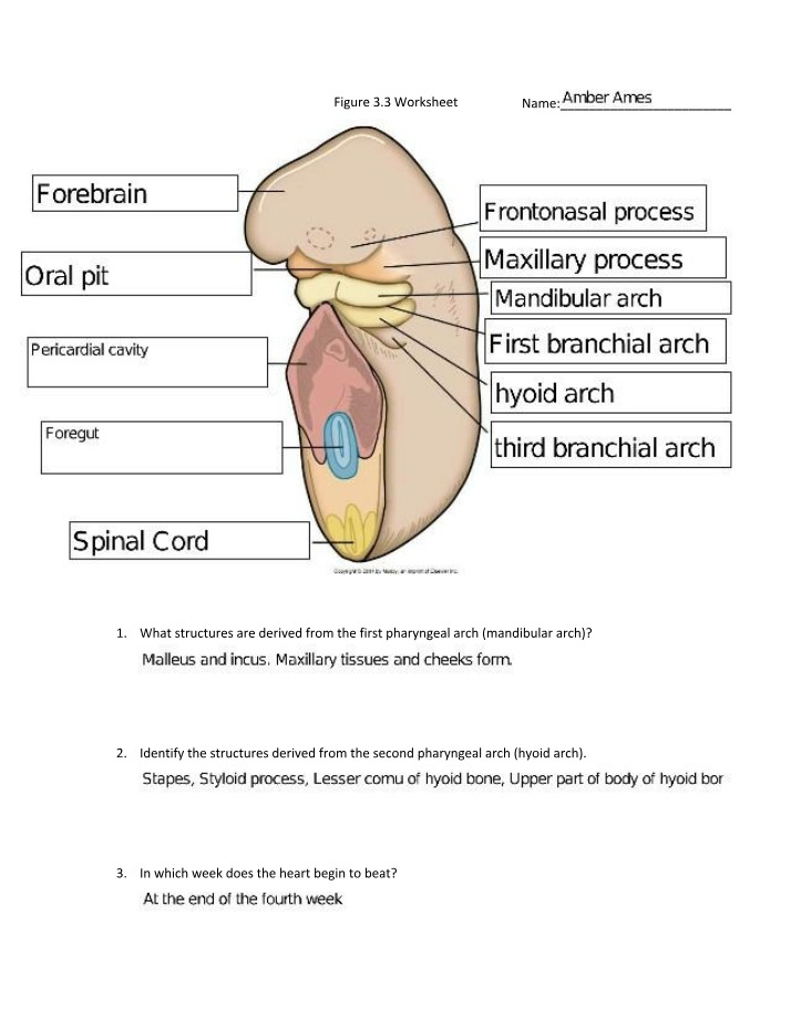 Worksheet for Figure 3.3
