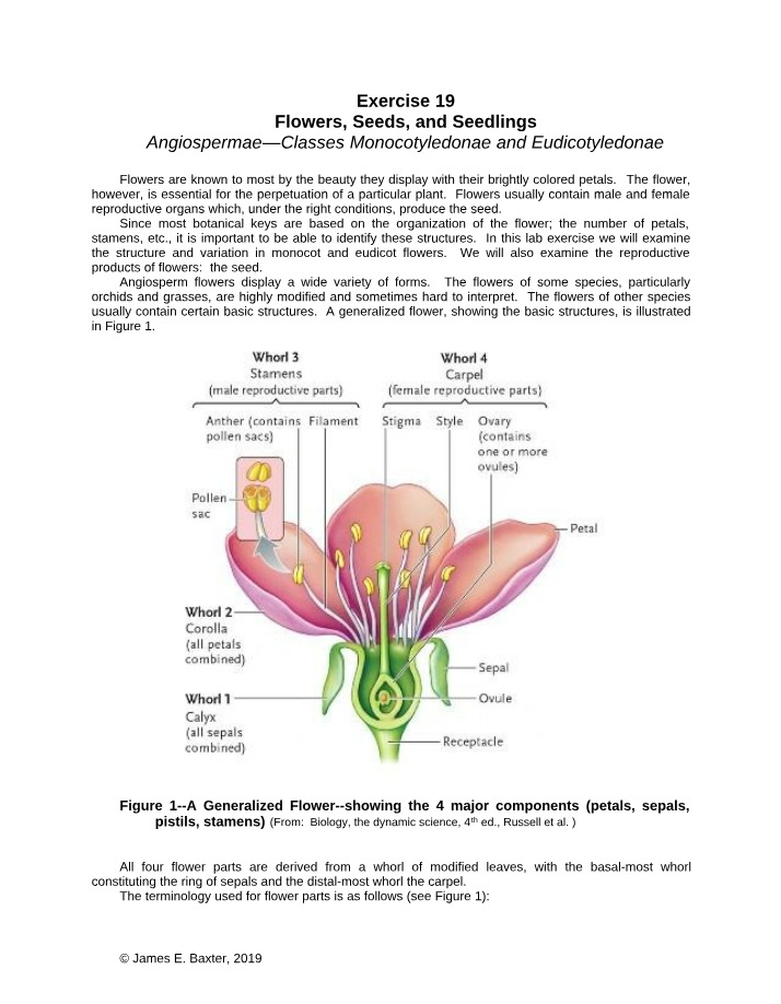 Lab Exercise - Flowers, Seeds, and Seedlings