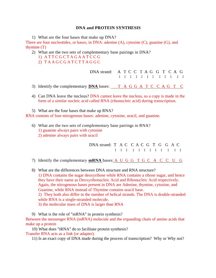 Questions on Protein Synthesis and DNA