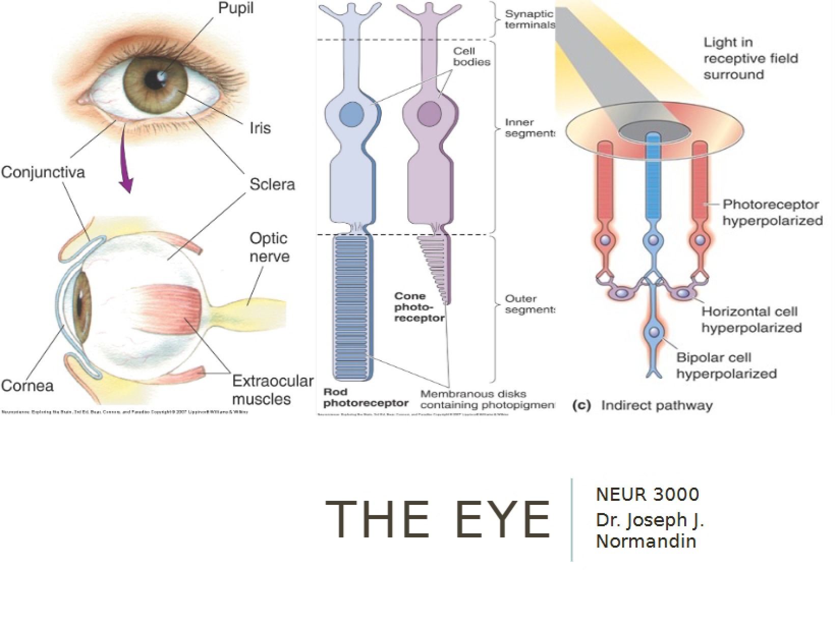 Chapter Nine Principles of Neuroscience