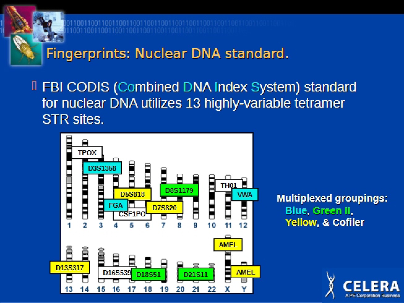 Nuclear DNA Standard for Fingerprints