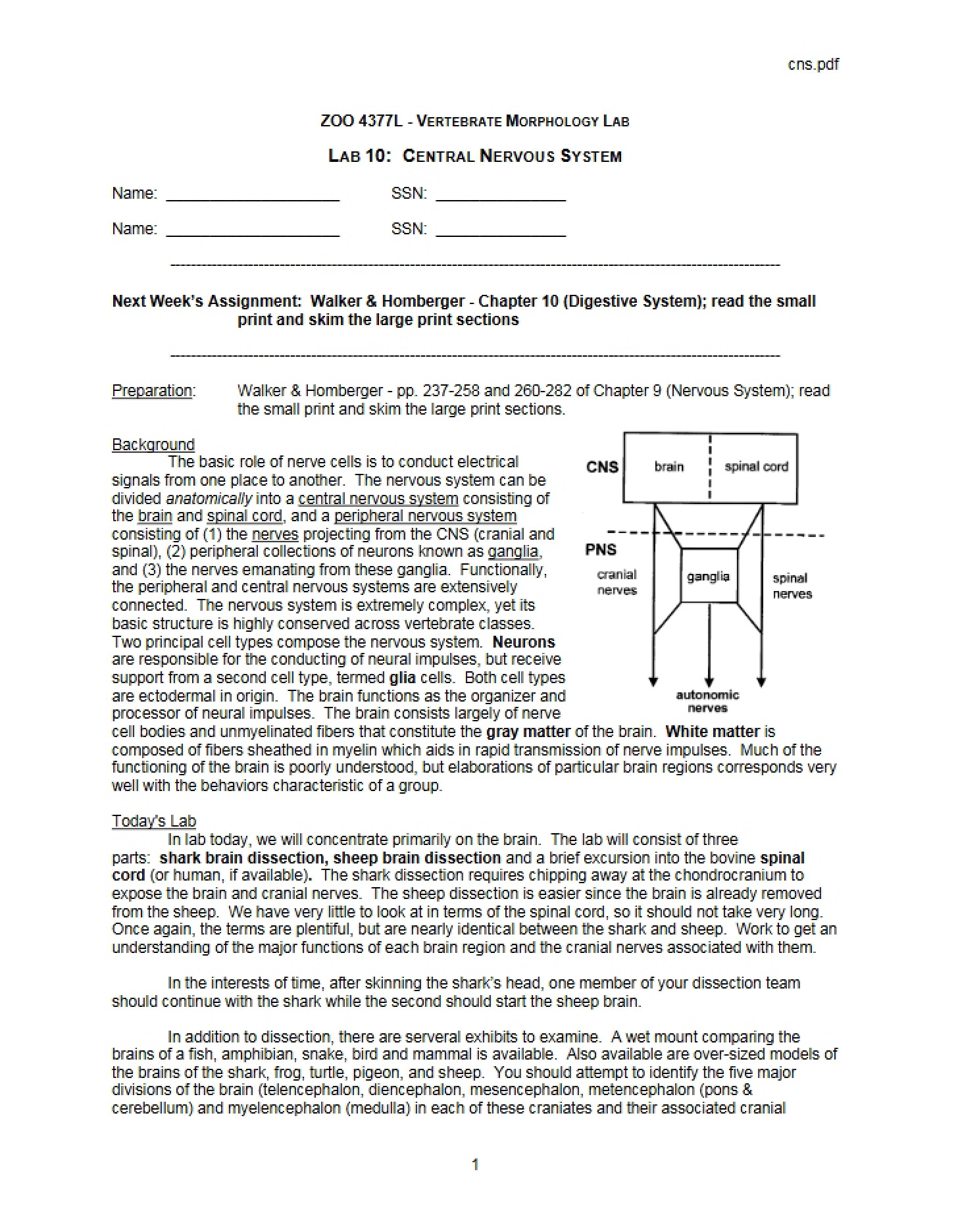 Central Nervous System Lab 10