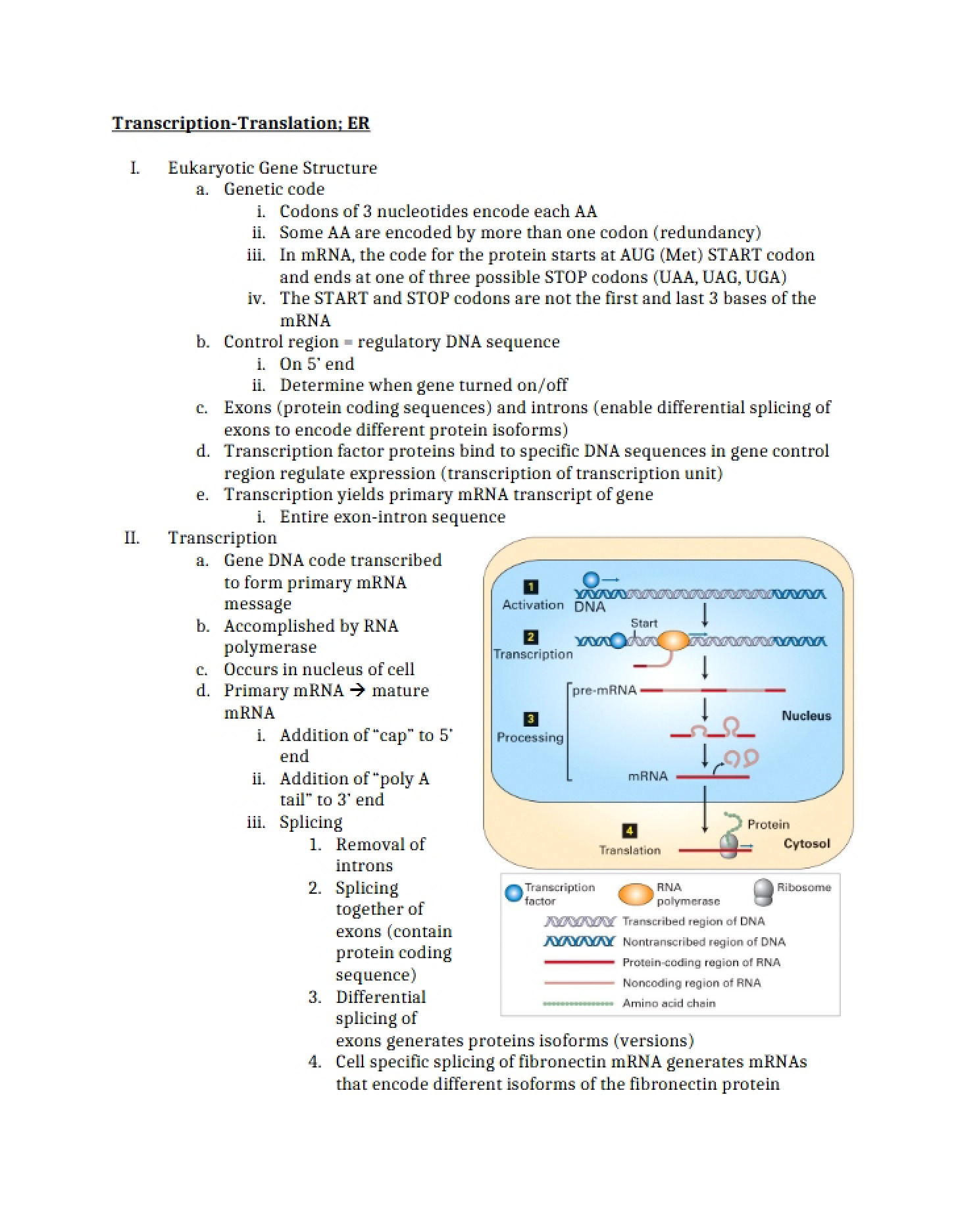 ER Transcription and Translation