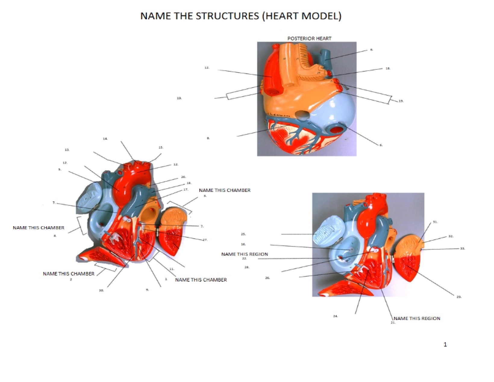 Model of the Human Heart