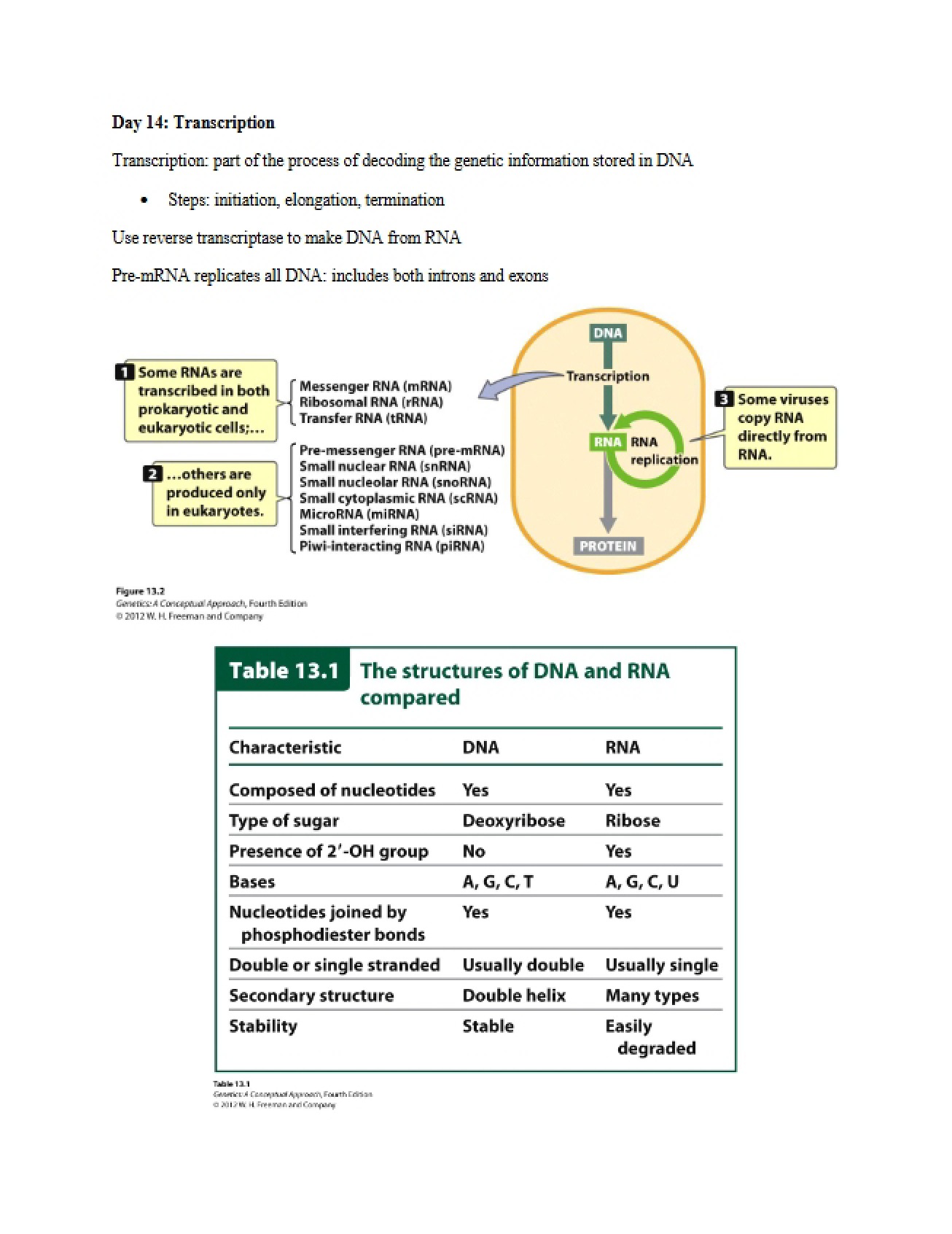 Genetics Transcription