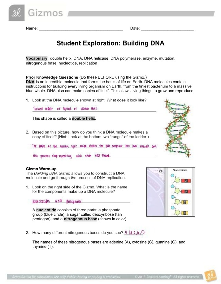Student Exploration - Building DNA Gizmos
