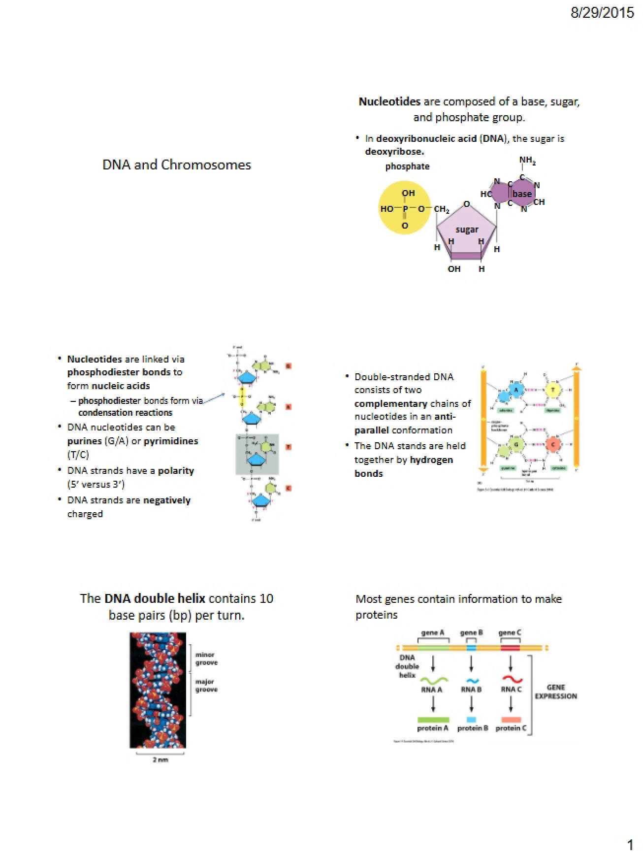 Chromosomes and DNA (Lecture 4)