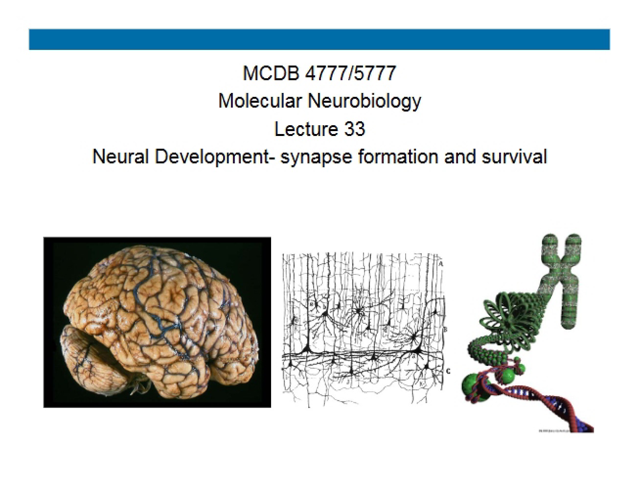 Introduction to Neural Development (First Instance)
