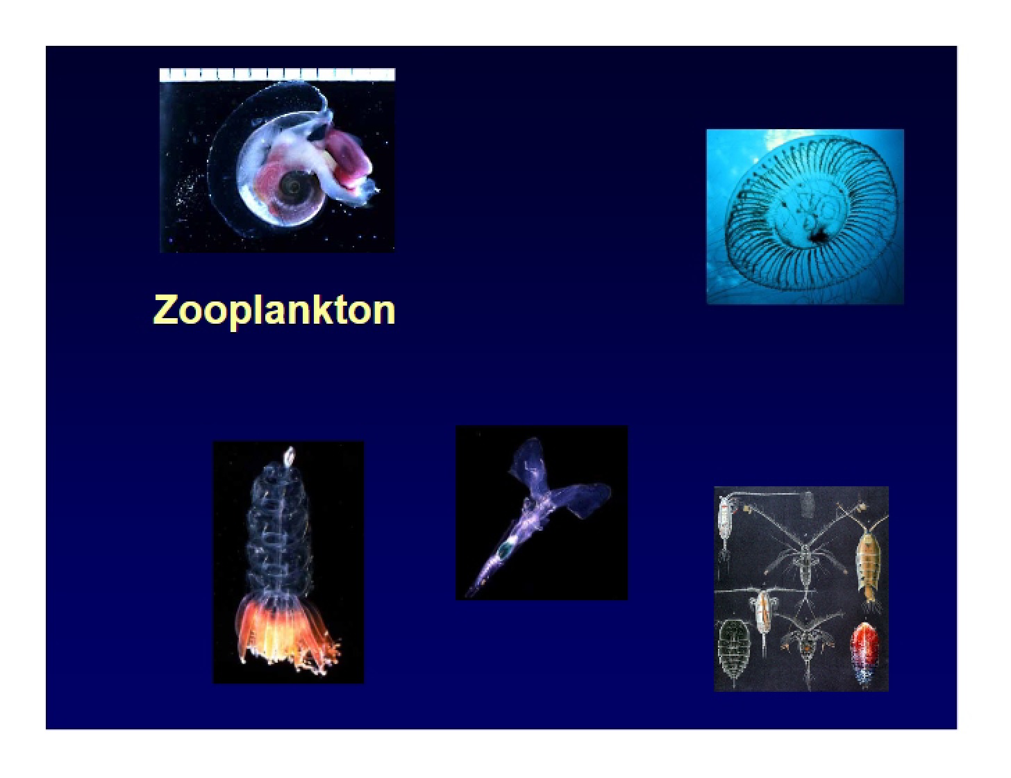 Zooplankton Overview
