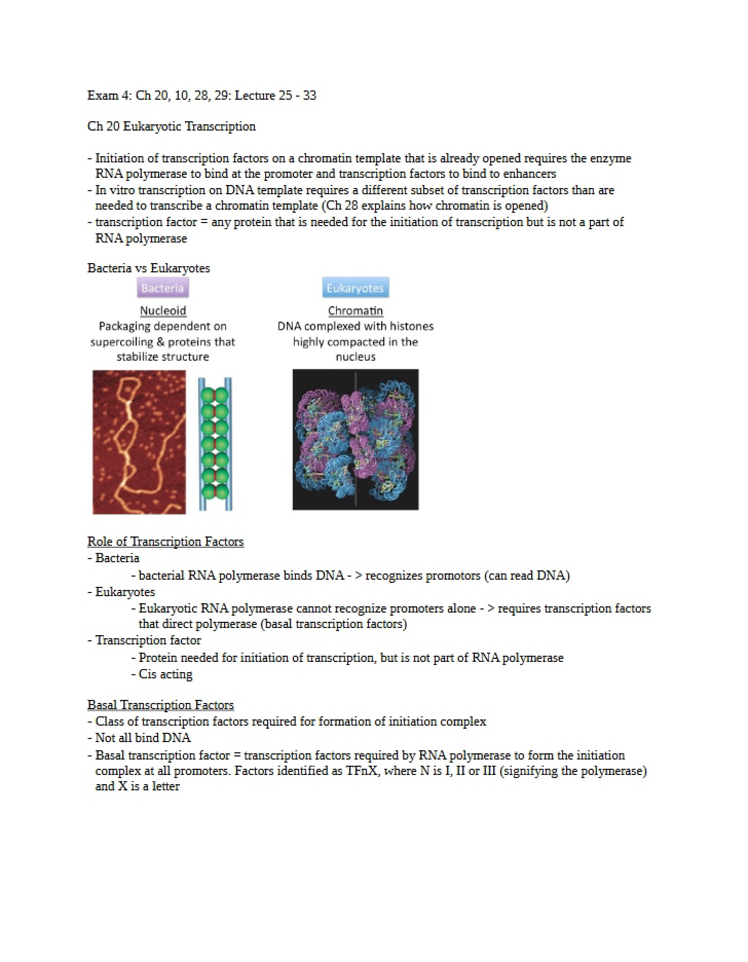 Process of Eukaryotic Transcription