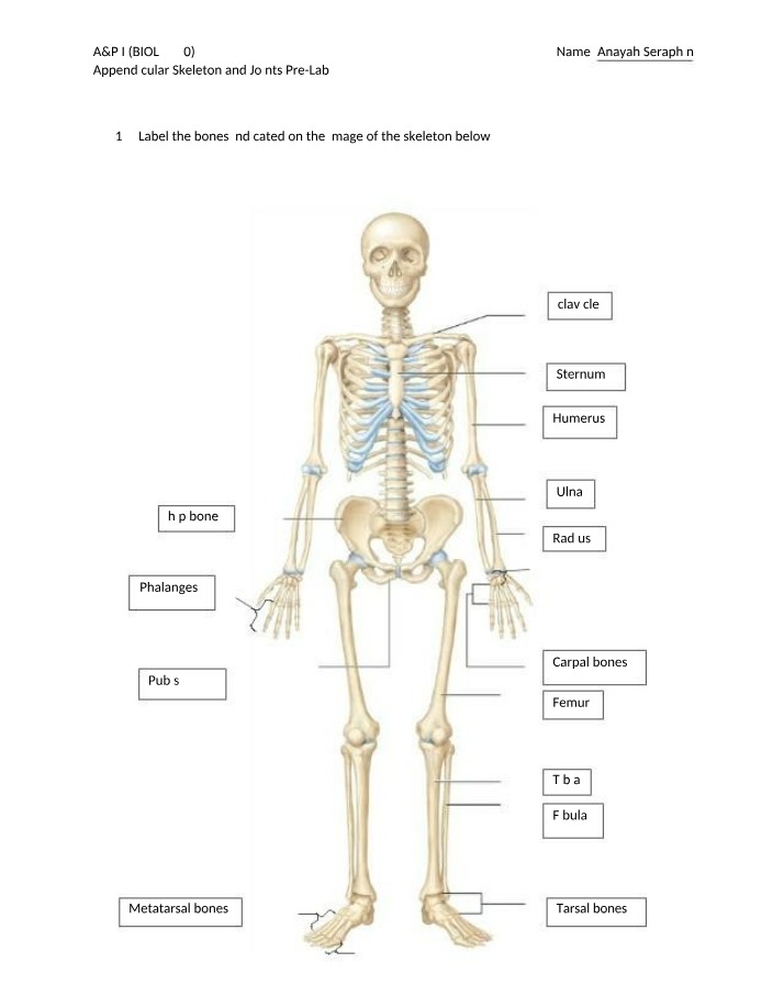 Pre-Lab - Appendicular Skeleton and Joints