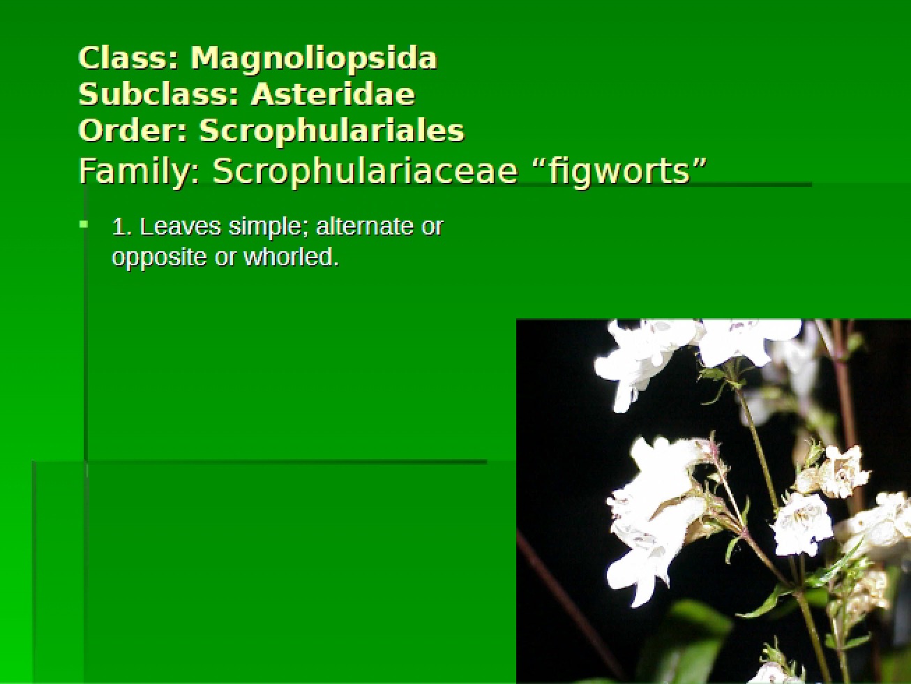 Scrophulariaceae Family