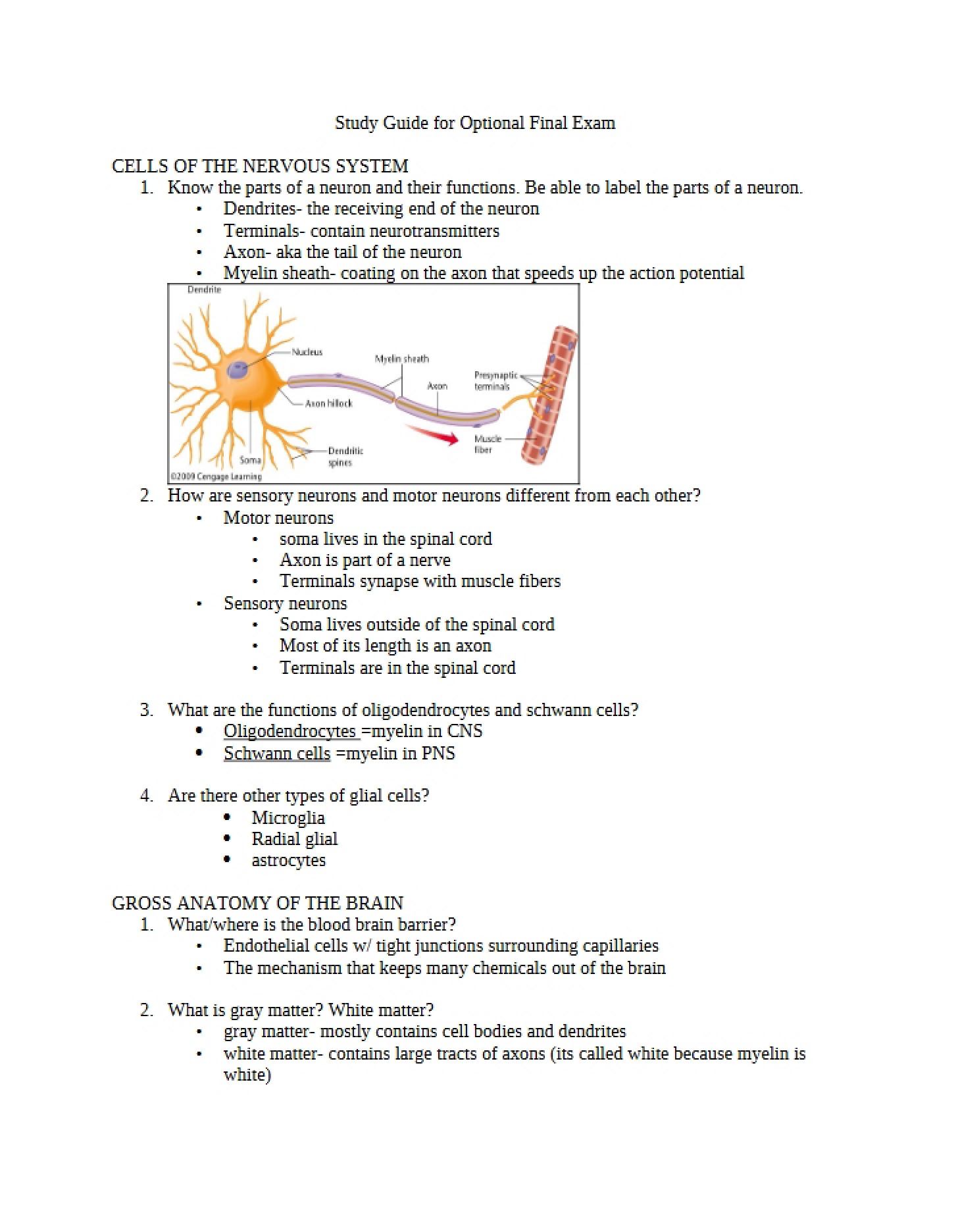 Nervous System Components