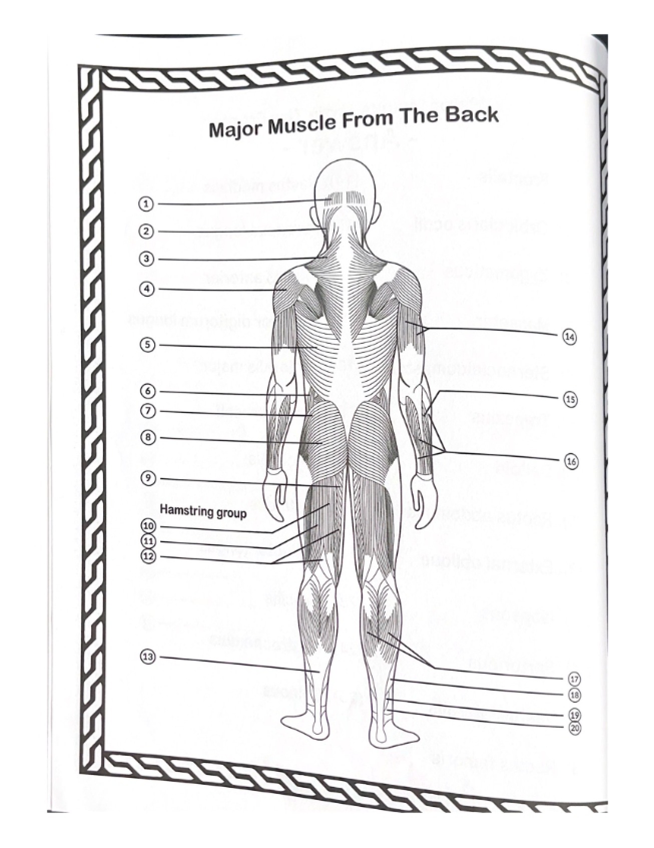 Back Major Muscles