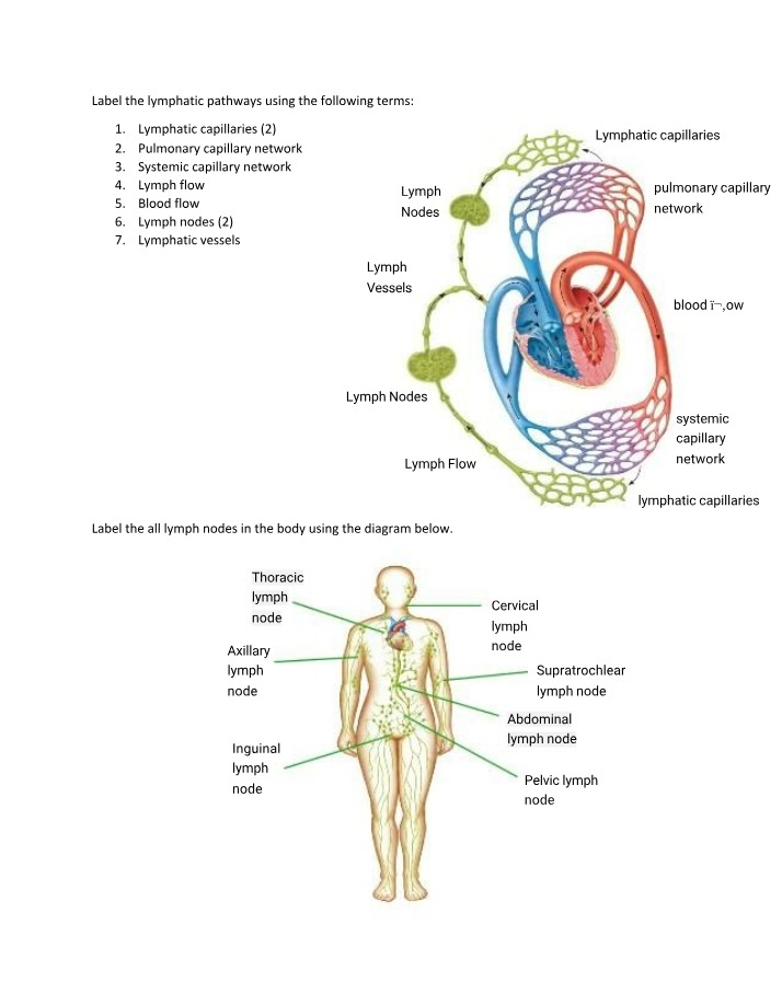 Worksheet on Lymph Labeling