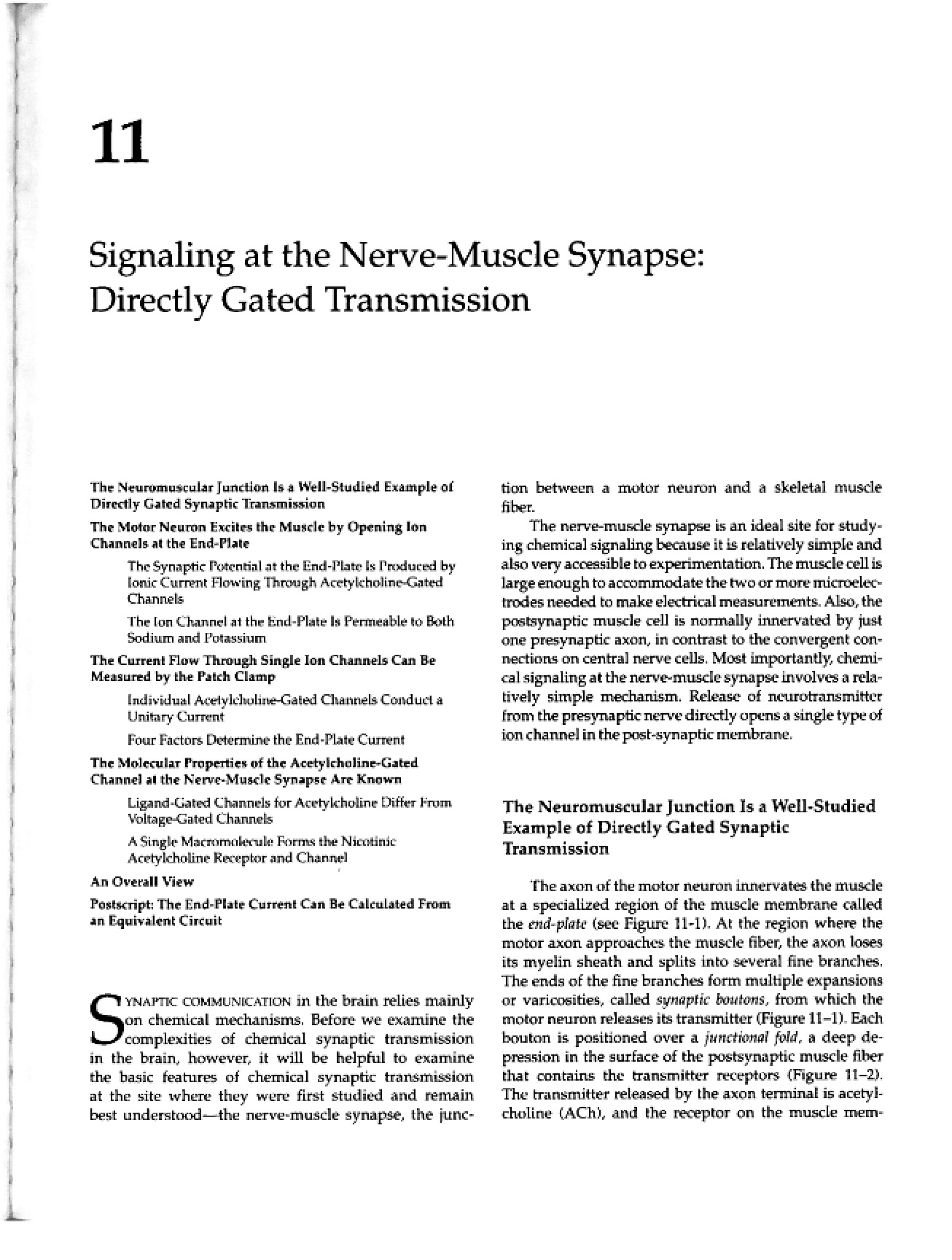 Directly Gated Transmission Signaling at Nerve-Muscle Synapse
