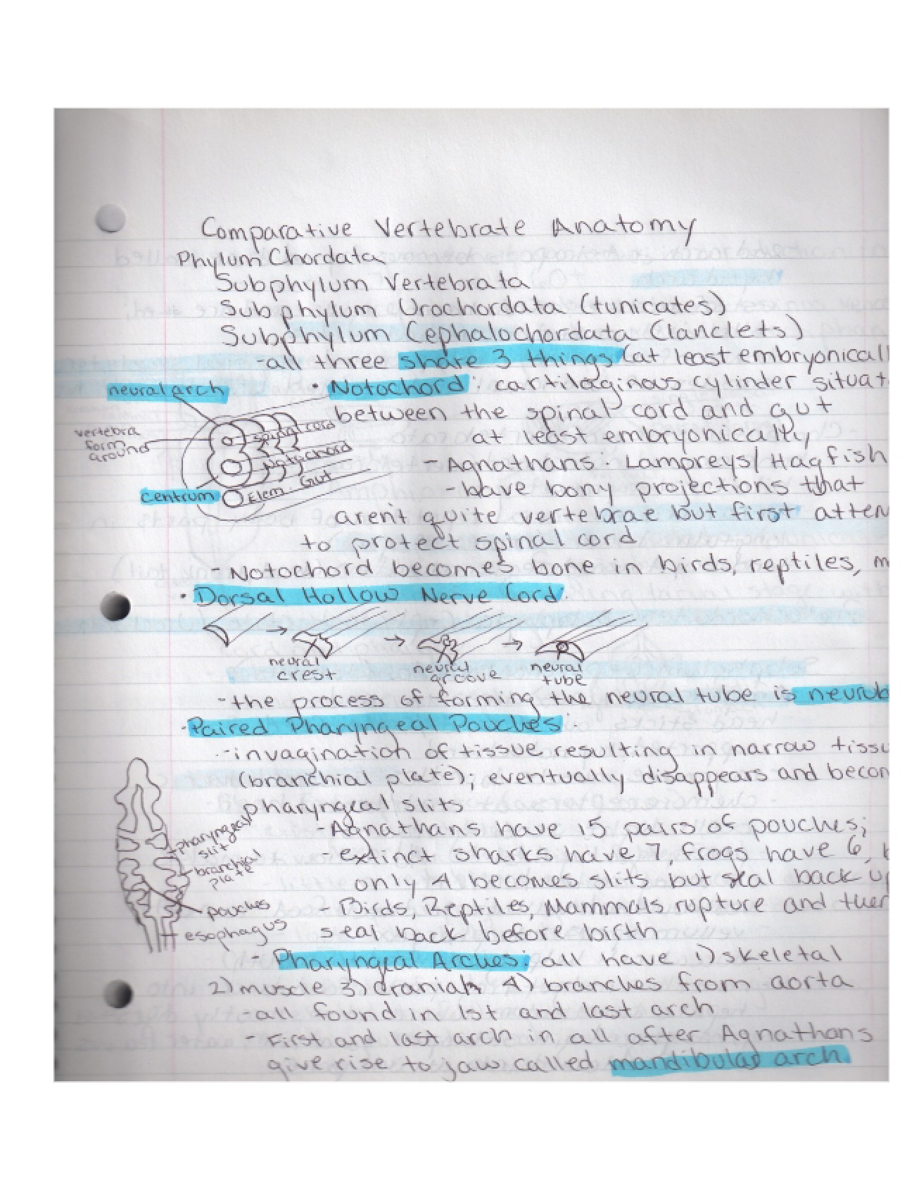 Vertebrate Anatomy Notes