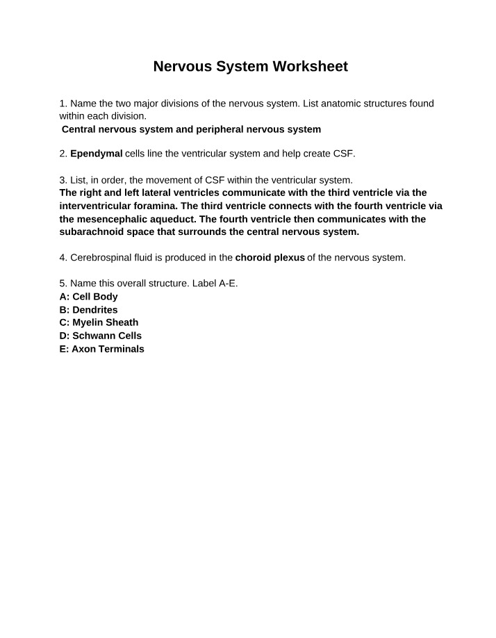 Worksheet for Nervous System