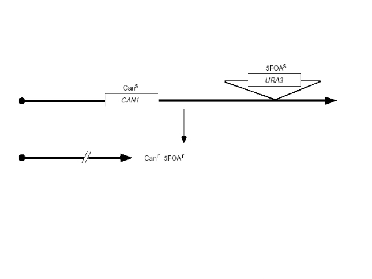 Molecular Genetics Lecture 01