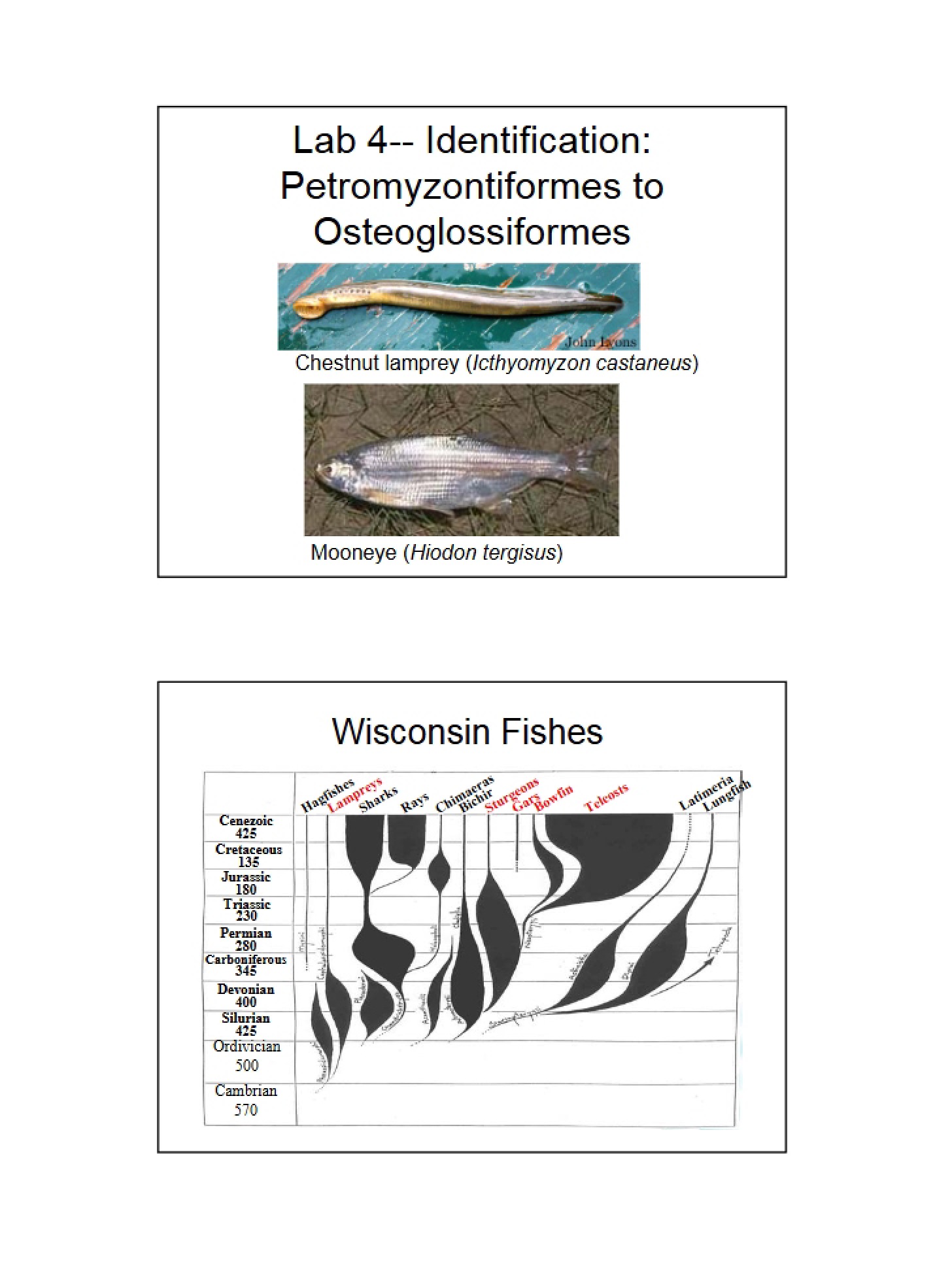 Identification Lab Four Petromyzontiformes to Osteoglossiformes