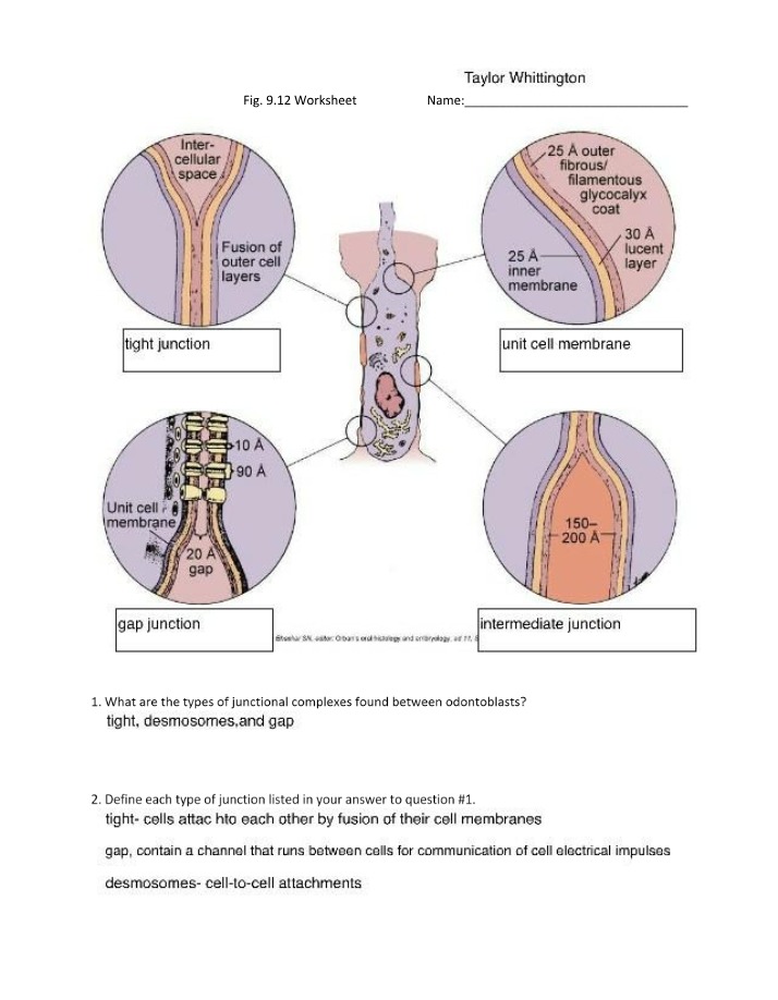 Junctional Complexes Between Odontoblasts