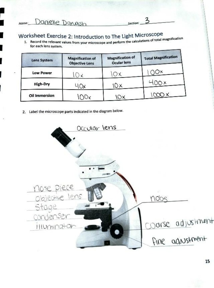 Worksheet Exercise 2 - Introduction to the Light Microscope