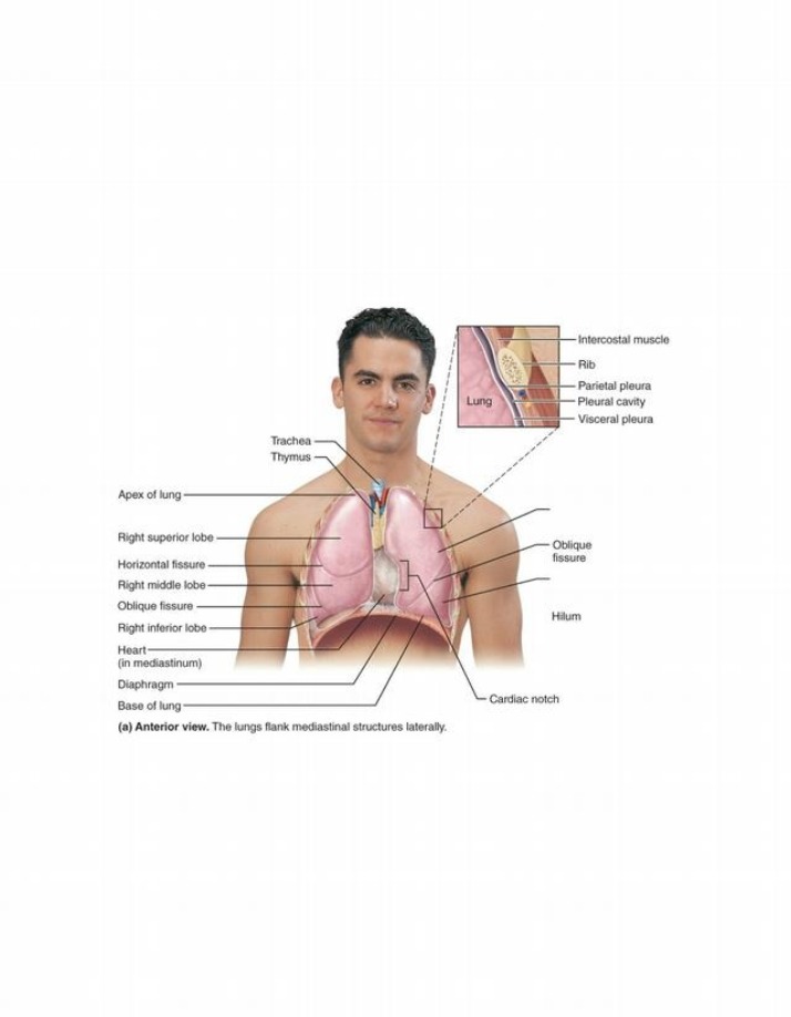Respiratory System Anatomy - Ribs and Intercostal Muscles