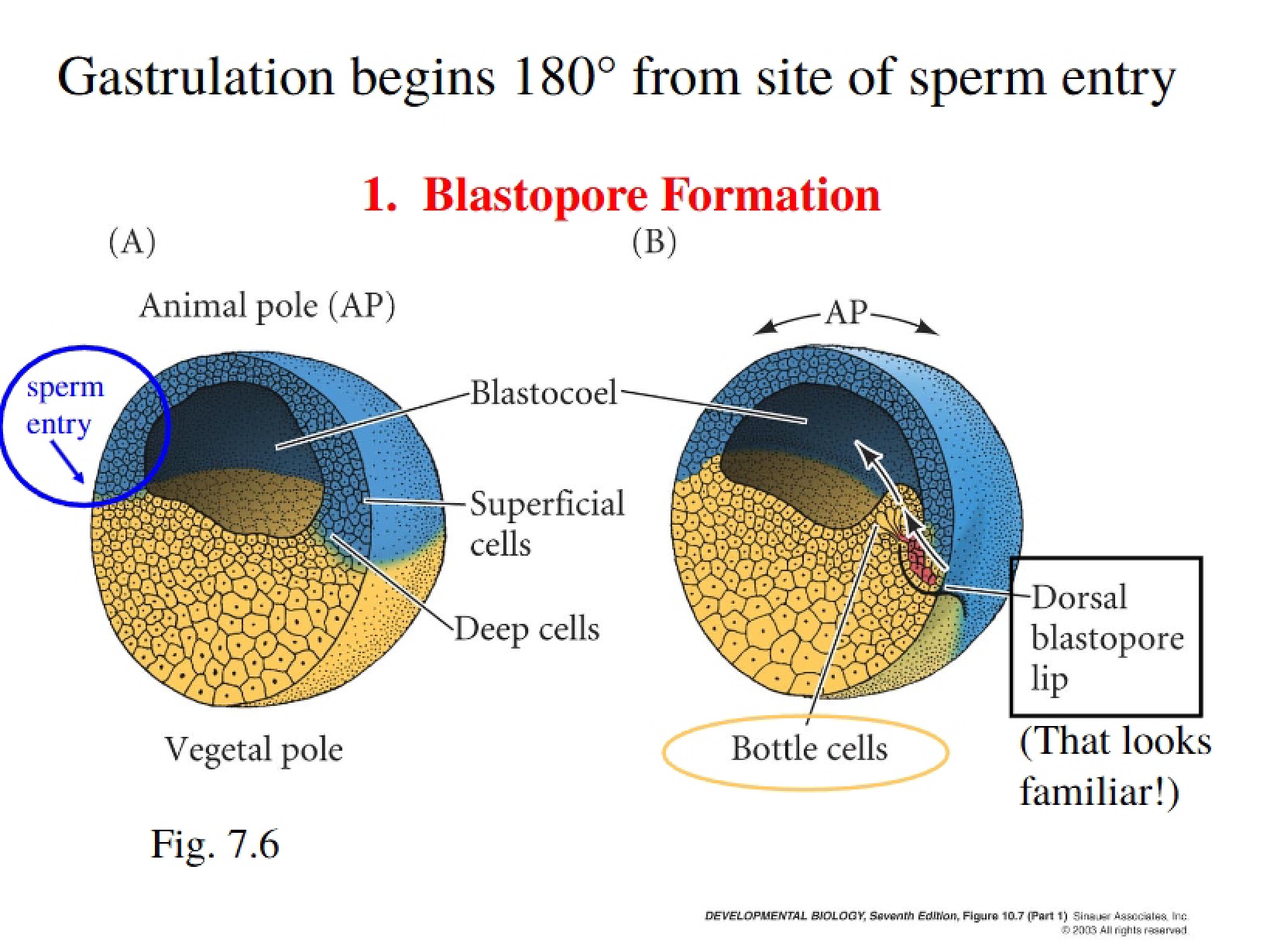 Sperm Entry Site and Gastrulation Initiation