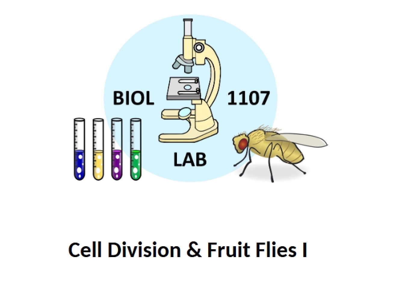 Cell Division and Fruit Flies I