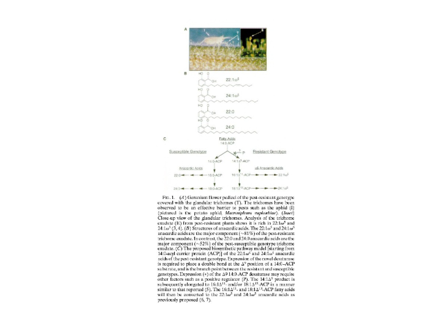Diagram Figures