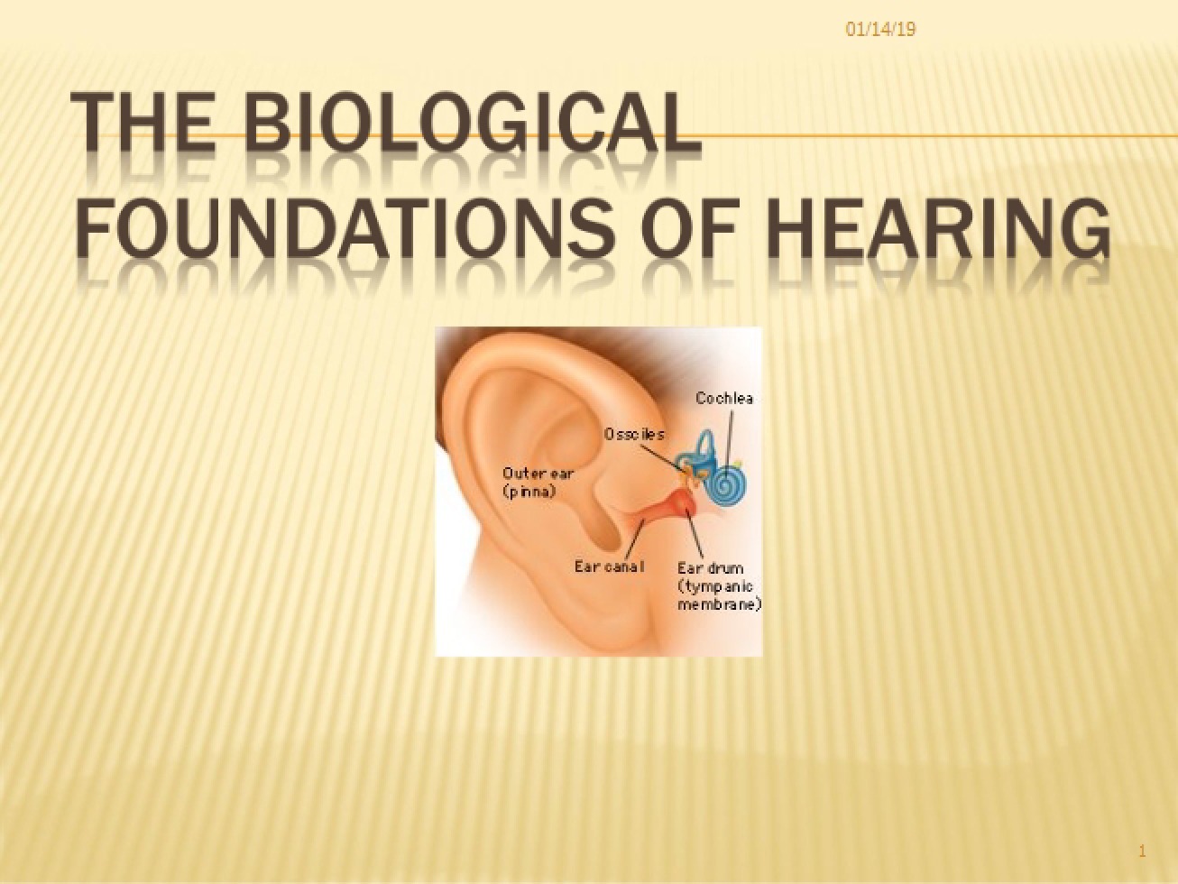 Hearing Biological Foundations (F13)