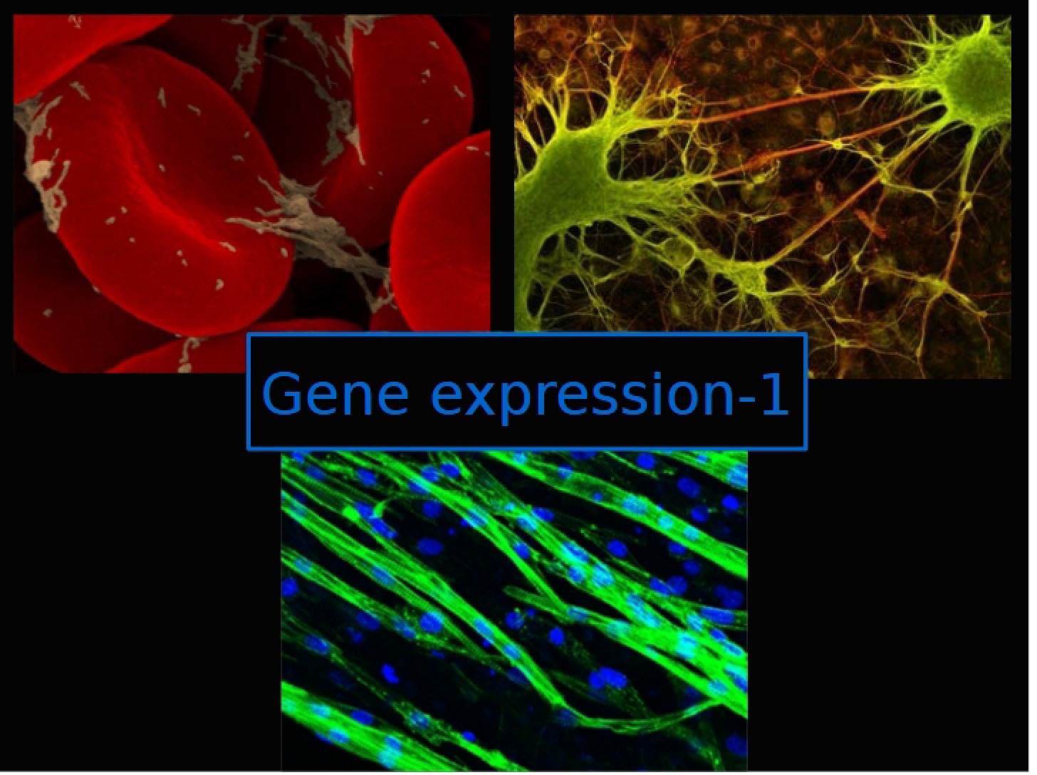 Fall 16 Gene Expression Part 1