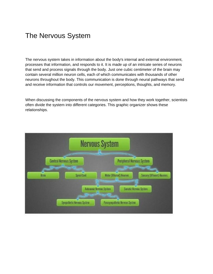 Nervous System Functions and Neurons