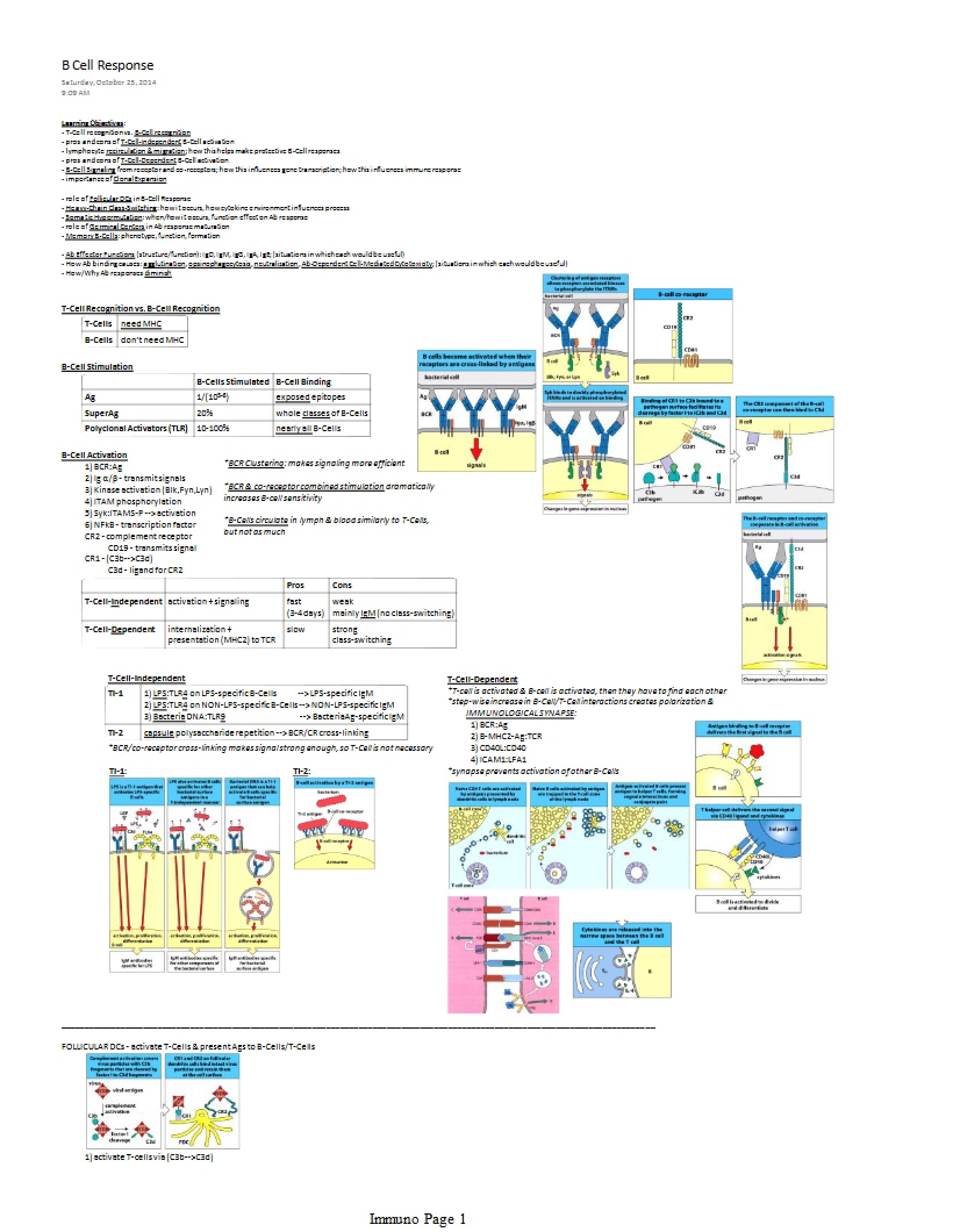 Response of B-Cells