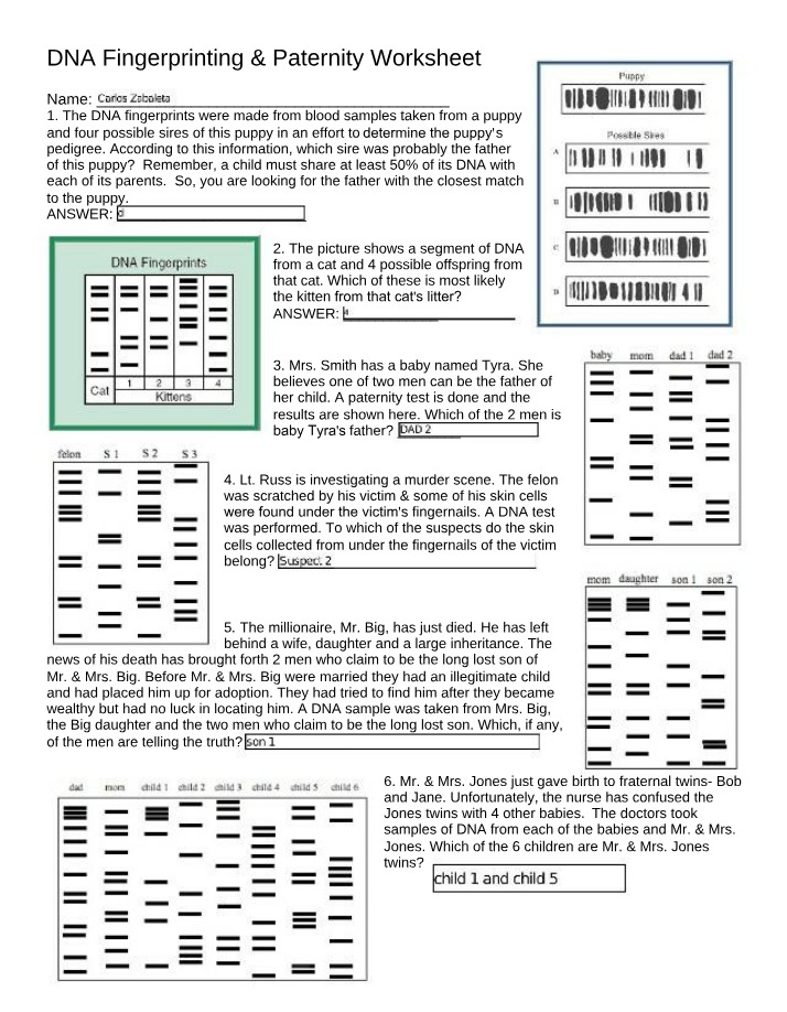 Worksheet on DNA Fingerprinting and Paternity