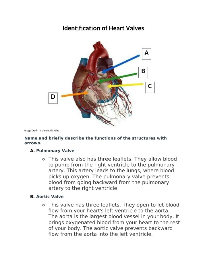 Identification of Heart Valves Summary