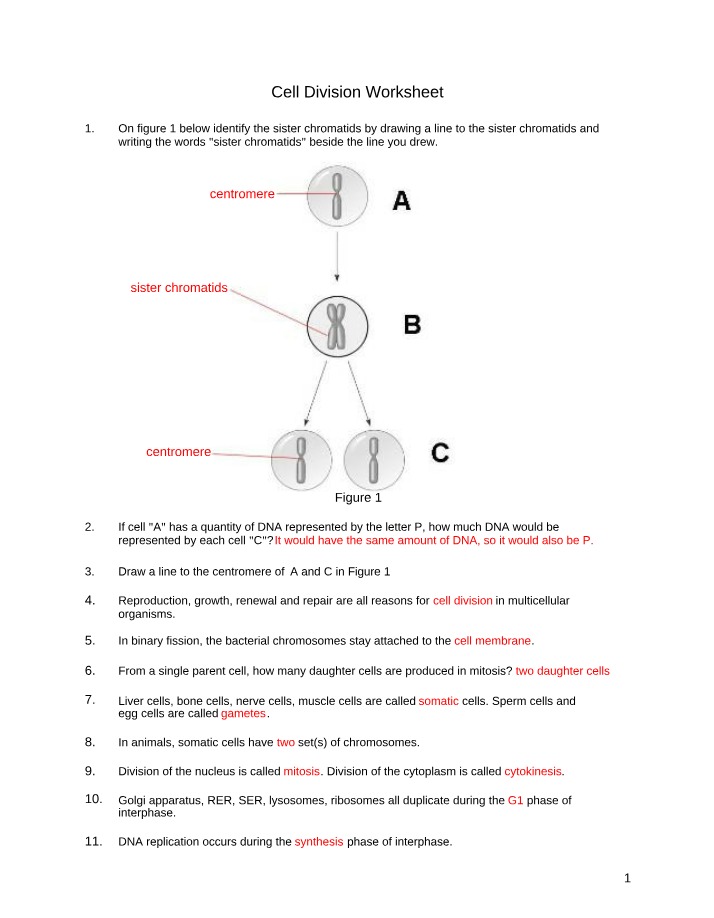 Worksheet on Cell Division