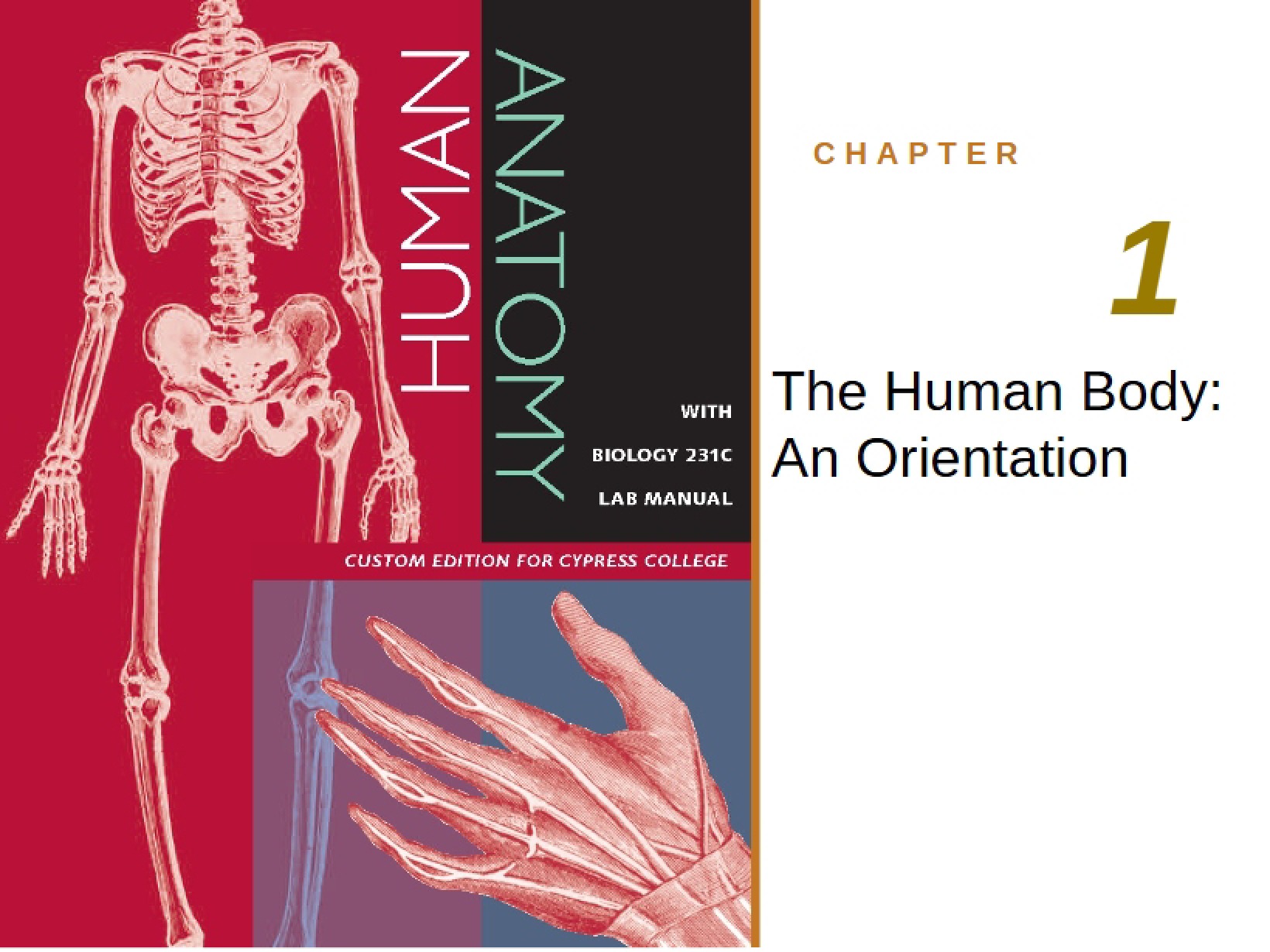 Orientation to the Human Body