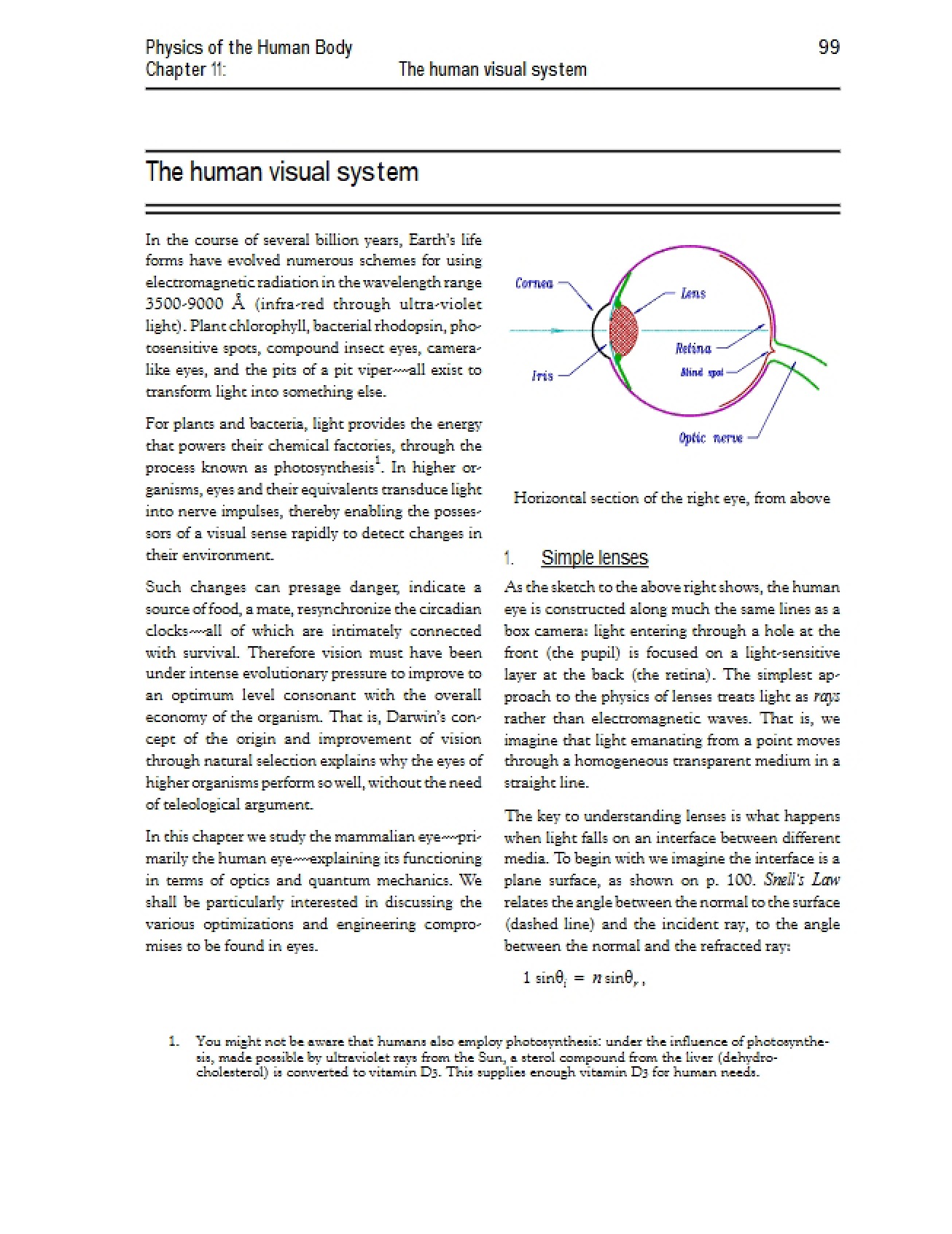 Visual System of Humans