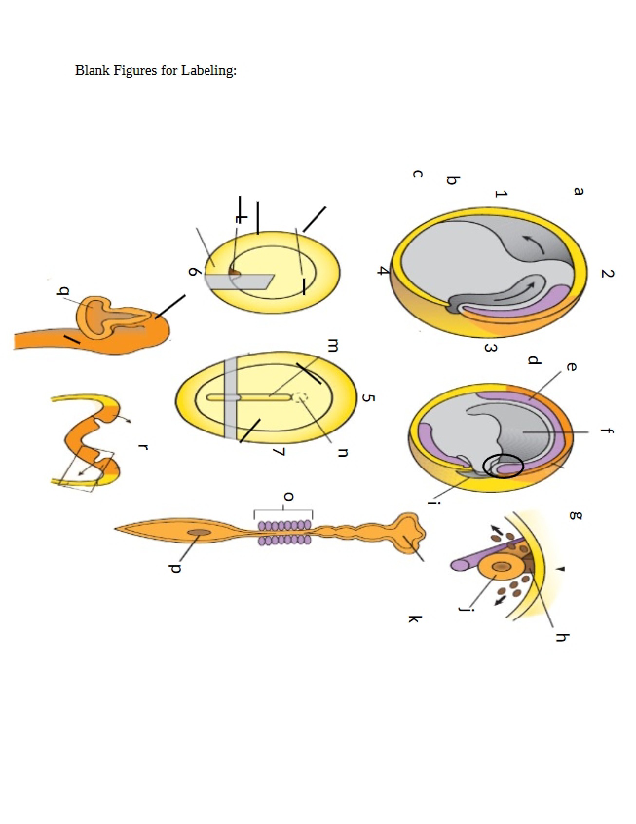 Art of Labeling in Neuroscience