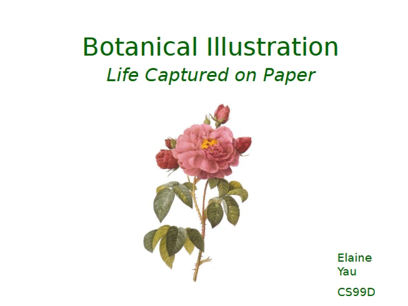 Introduction to Botanical Illustration